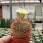 Notocactus schlosseri