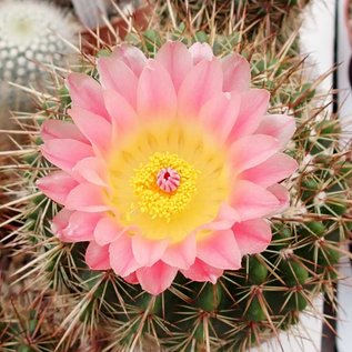 Notocactus roseoluteus