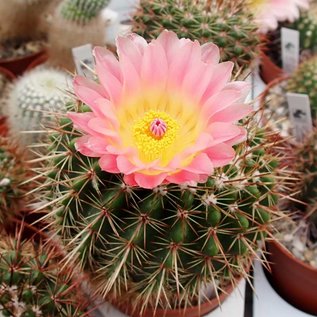 Notocactus roseoluteus