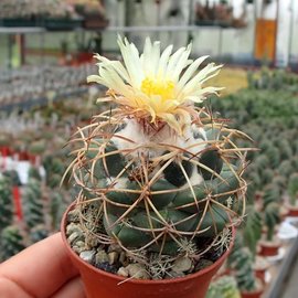 Coryphantha calipensis aff.