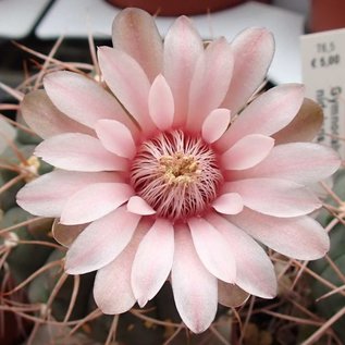 Gymnocalycium nidulans