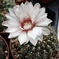 Gymnocalycium quehlianum