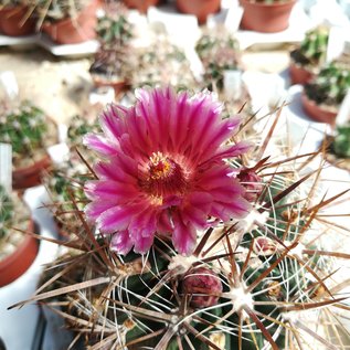 Ferocactus fordii   Baja California