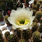 Trichocereus-Hybr. Surprise