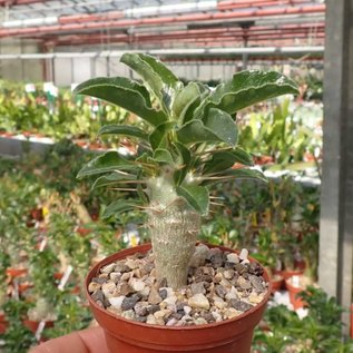 Pachypodium lealii ssp. saundersii