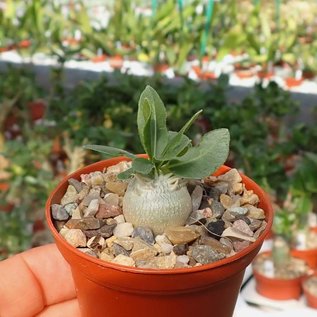 Pachypodium brevicaule