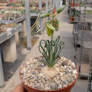 Albuca spiralis cv. Frizzle Sfrigolio