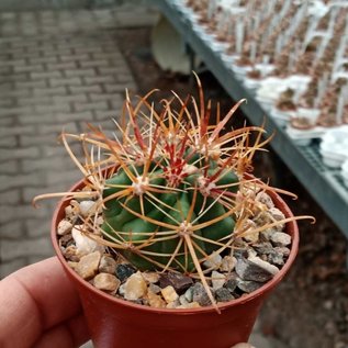 Ferocactus viridescens v. littoralis cv. Schönbrunn