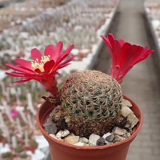 Sulcorebutia sp.n.  HS 140 Torotoro, Potosi, Charcas, Bolivien