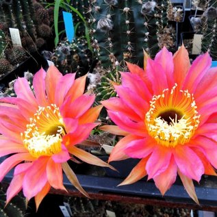 Echinopsis-Hybr. Sigrid  Rheingold 262