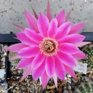 Echinopsis-Hybr. Raspberry Ripple