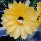 Echinopsis-Hybr. `Charlemagne`