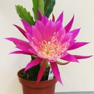 Epiphyllum-Hybr. Frau Lotte Haage