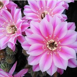 Echinopsis-Hybr. Brigittes Beauty Schick Hybride