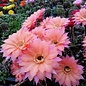 Echinopsis-Hybr. Beautiful Dreamer Schick Hybride