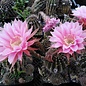 Echinopsis-Hybr. Ave Maria  Rheingold 248