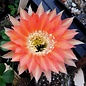 Echinopsis-Hybr. Andenken an Fric  Serie 366