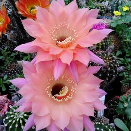 Echinopsis-Hybr. Djinni  Schick Hybride Blüte lachsrosa