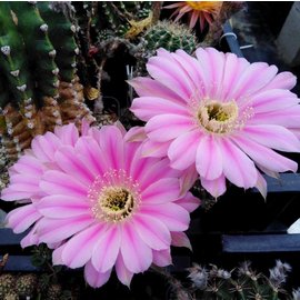 Echinopsis-Hybr. Flattycake Schick Hybride