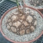 Dioscorea mexicana syn. Macrostachya XL