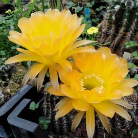 Echinopsis-Hybr. Madame Butterfly Schick Hybride