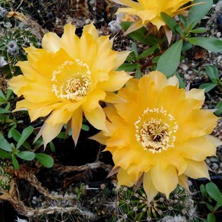 Echinopsis-Hybr. Nibelungenschatz  Rheingold 259