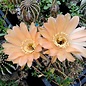 Echinopsis-Hybr. Orange Paramount  PA 002