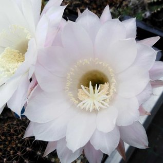 Echinopsis-Hybr. Passo CM 01 Parvati