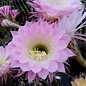 Echinopsis-Hybr. Passo CM 04 Pashupathinath