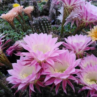 Echinopsis-Hybr. Passo CM 04 Pashupathinath