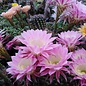 Echinopsis-Hybr. Passo CM 04 Pashupathinath