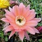 Echinopsis-Hybr. Roth 22