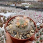 Mammillaria scheinvariana