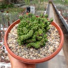 Euphorbia enopla cv. Emerald    cristata