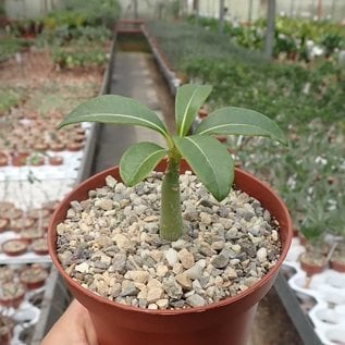 Pachypodium decaryi      CITES, not outside EU