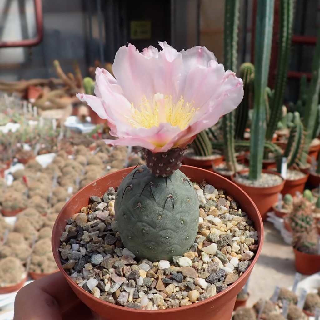 Tephrocactus geometricus Uhlig Kakteen Über 5000 verschiedene Arten