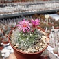 Mammillaria kraehenbuehlii