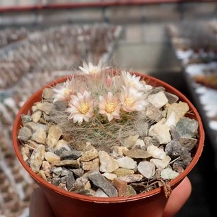 Mammillaria scheinvariana