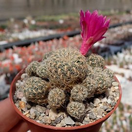 Sulcorebutia crispata