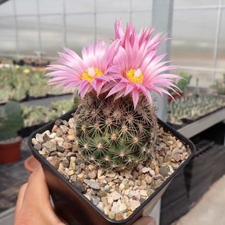 Escobaria vivipara v. arizonica Lz 396 nördl. Toroweap Point, AZ, um 1600 m, steiniger Lehm-Sand-Boden     (dw)