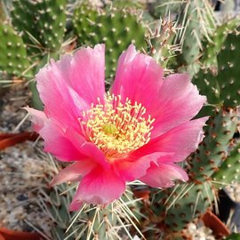 Opuntia rhodantha cv. Rosenheim      (dw)