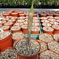 Amorphophallus bulbifer