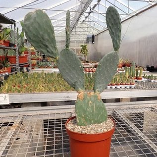 Opuntia ficus-indica XL