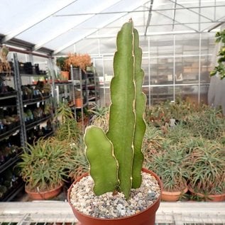 Hylocereus undatus