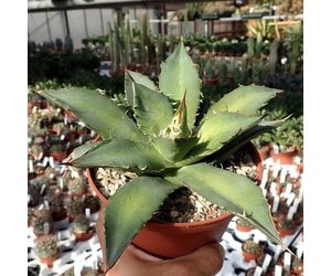 Agave titanota FO 076 Sierra Mixteca