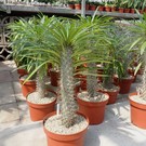 Pachypodium lamerei XL