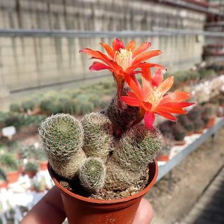 Rebutia teresae  KK 1925 Tarija, Los Cajas, 2600 m, Bolivien (syn. Aylostera)