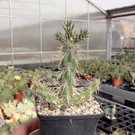 Cylindropuntia imbricata       (dw)