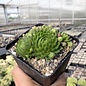 Sempervivum Amazone       (dw)