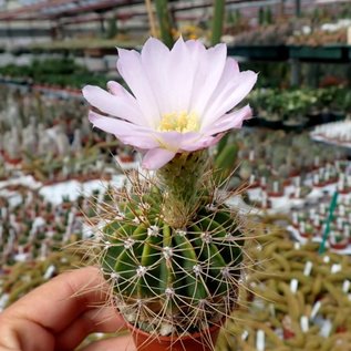 Acanthocalycium violaceum  P 110A Salsacate, 1000 m